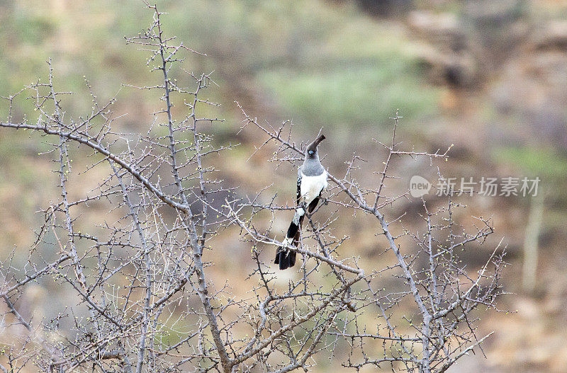 埃塞俄比亚:White-bellied Go-away-bird